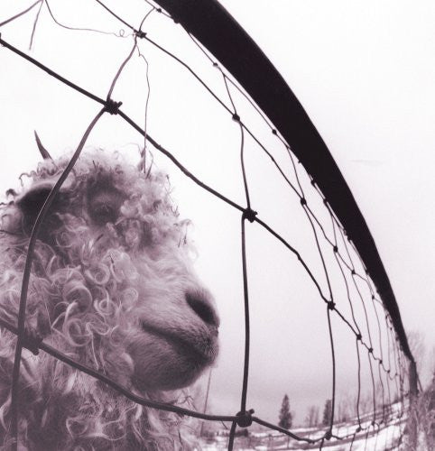 Pearl Jam - vs. LP